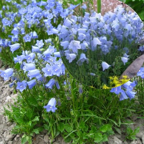 Campanula cochleariifolia 'Jingle Blue' - Pisikellukas 'Jingle Blue' P9/0,55L   